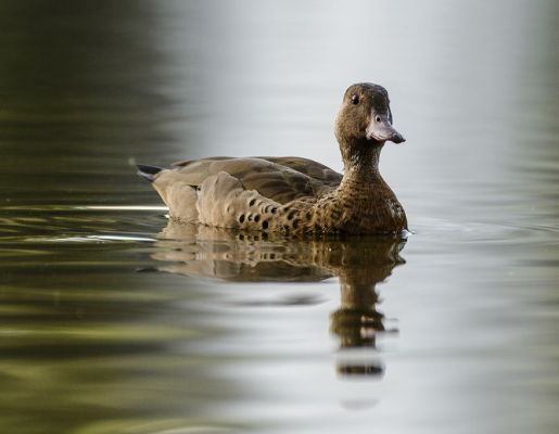 Foto - Lago Municipal Iria da Motta e Silva